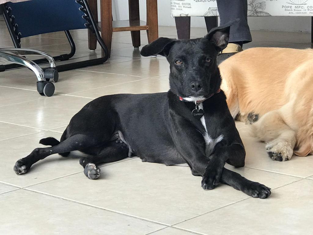 Piper, an adoptable Mixed Breed in San Juan de Abajo, NAY, 63732 | Photo Image 3