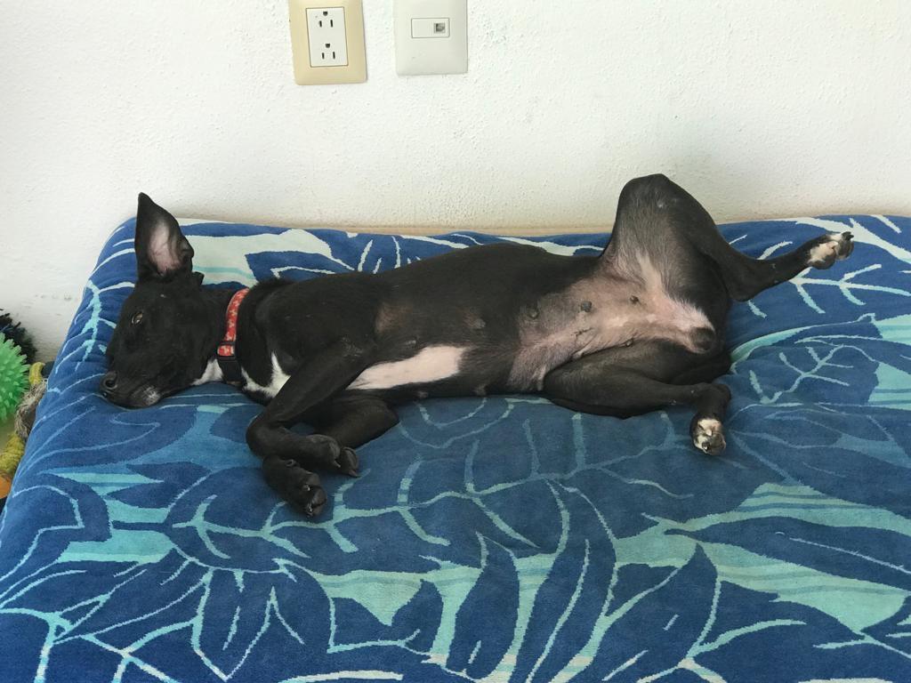 Piper, an adoptable Mixed Breed in San Juan de Abajo, NAY, 63732 | Photo Image 2