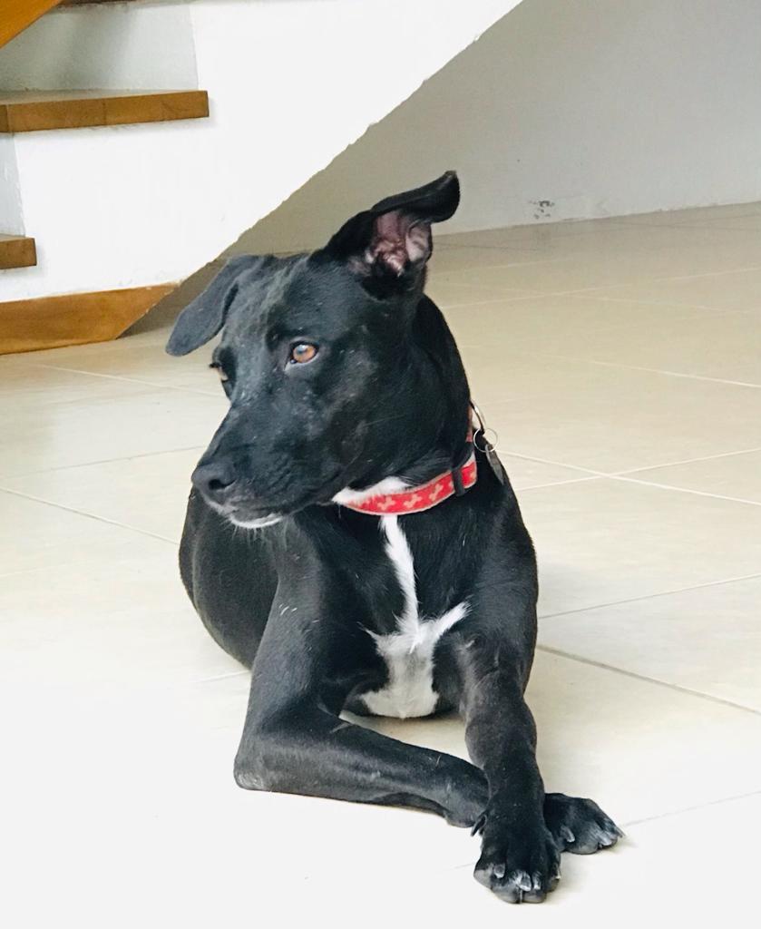 Piper, an adoptable Mixed Breed in San Juan de Abajo, NAY, 63732 | Photo Image 3