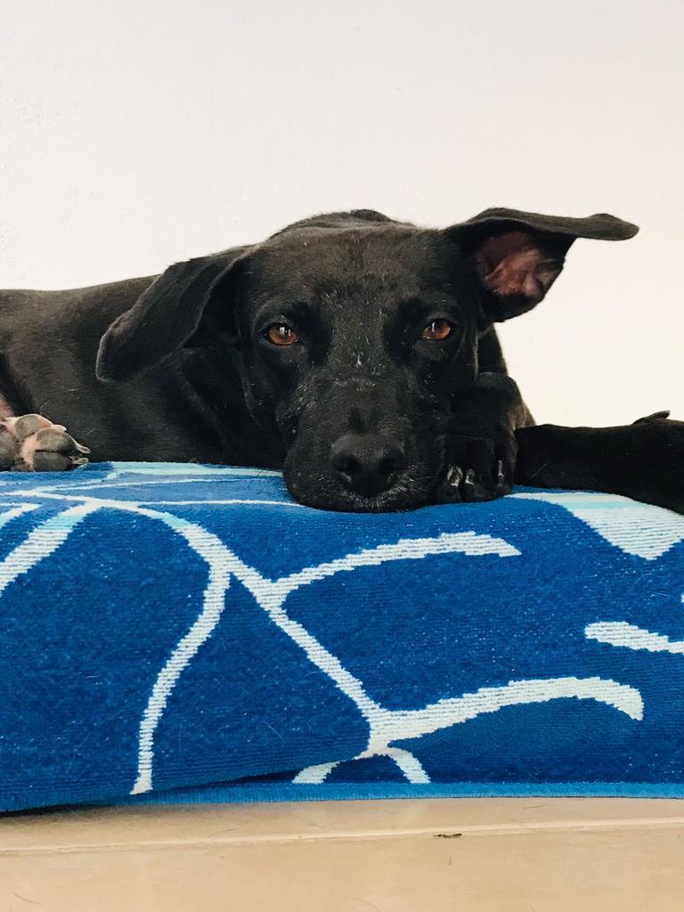 Piper, an adoptable Mixed Breed in San Juan de Abajo, NAY, 63732 | Photo Image 5