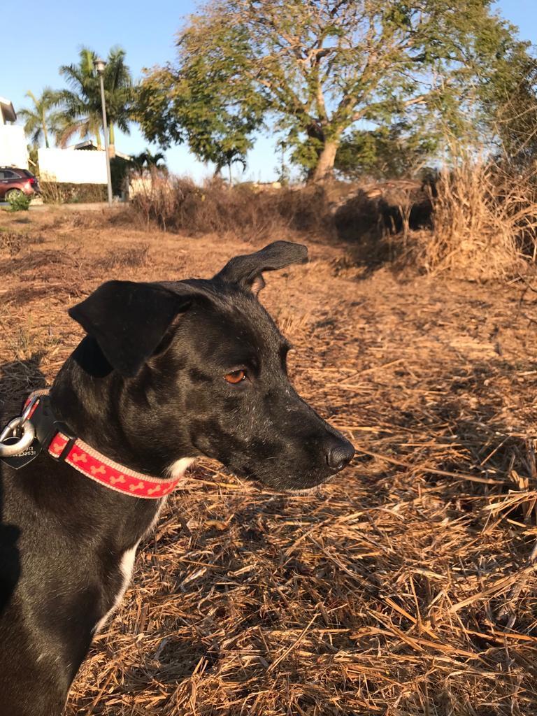 Piper, an adoptable Mixed Breed in San Juan de Abajo, NAY, 63732 | Photo Image 8