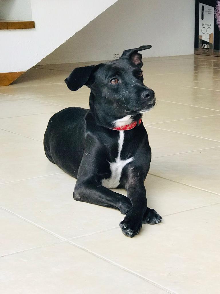 Piper, an adoptable Mixed Breed in San Juan de Abajo, NAY, 63732 | Photo Image 10