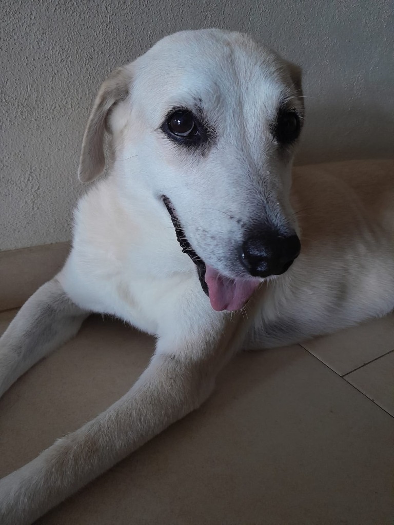 Bria, an adoptable Labrador Retriever, Mixed Breed in San Juan de Abajo, NAY, 63732 | Photo Image 6