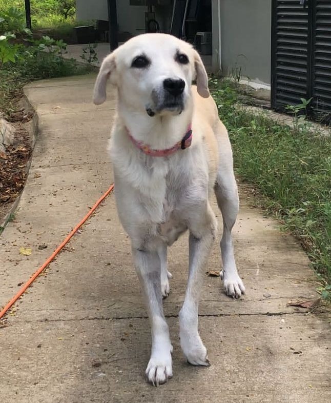 Bria, an adoptable Labrador Retriever in San Juan de Abajo, NAY, 63732 | Photo Image 4