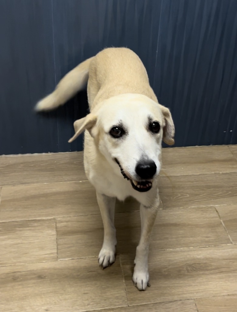 Bria, an adoptable Labrador Retriever in San Juan de Abajo, NAY, 63732 | Photo Image 7
