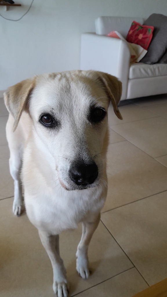 Bria, an adoptable Labrador Retriever in San Juan de Abajo, NAY, 63732 | Photo Image 9
