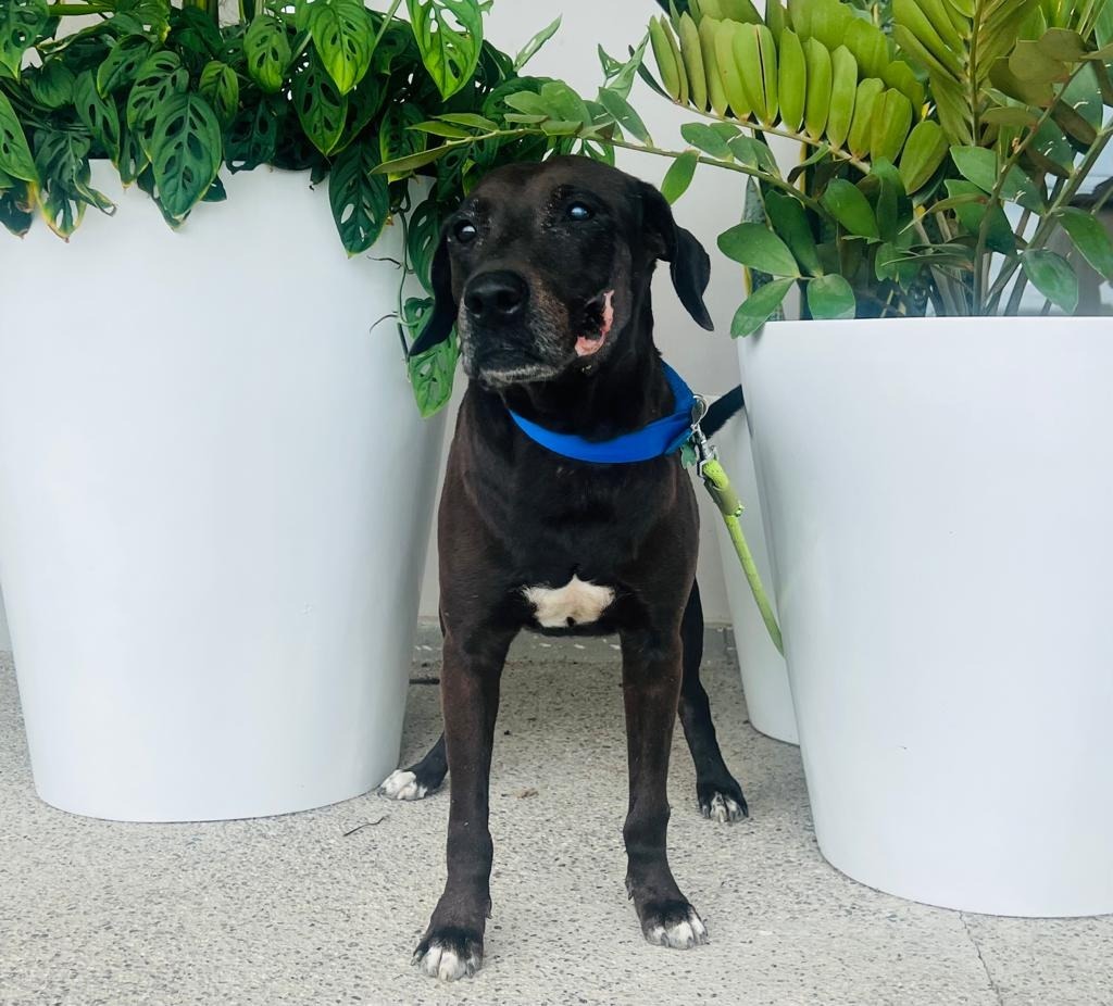 Taro, an adoptable Black Labrador Retriever, Mixed Breed in San Juan de Abajo, NAY, 63732 | Photo Image 2