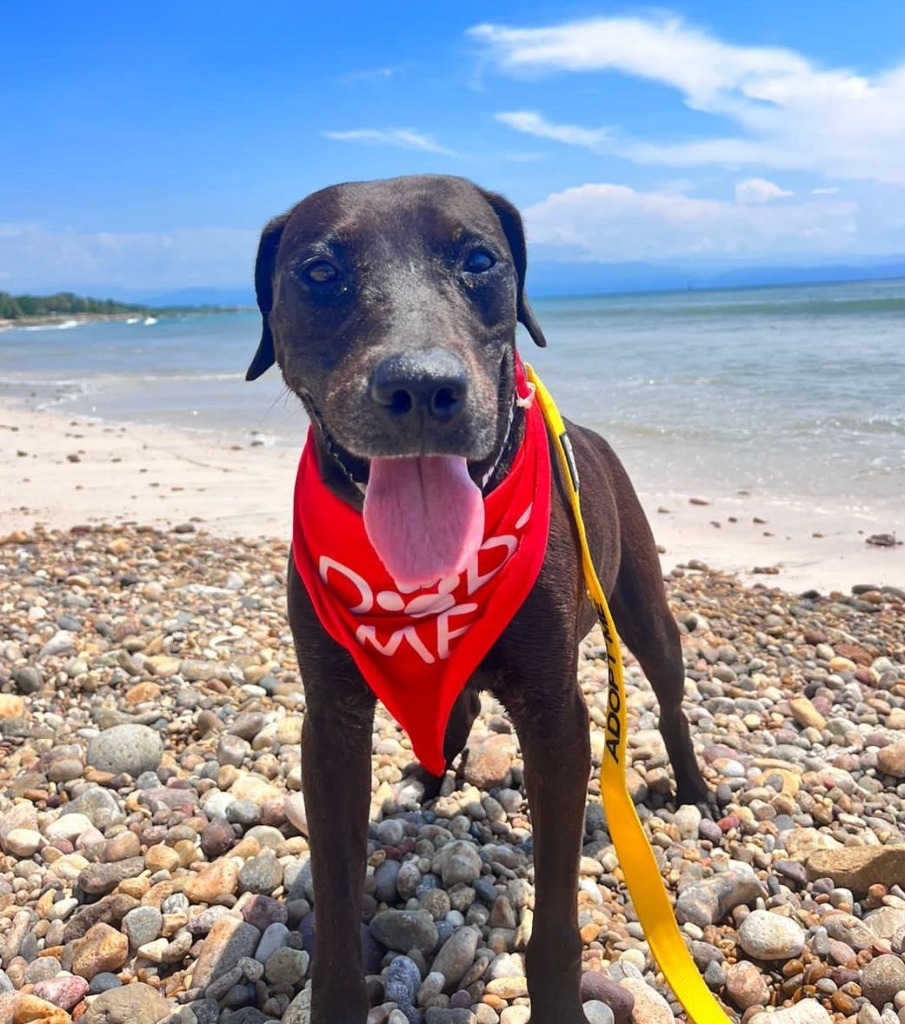Taro, an adoptable Black Labrador Retriever, Mixed Breed in San Juan de Abajo, NAY, 63732 | Photo Image 4