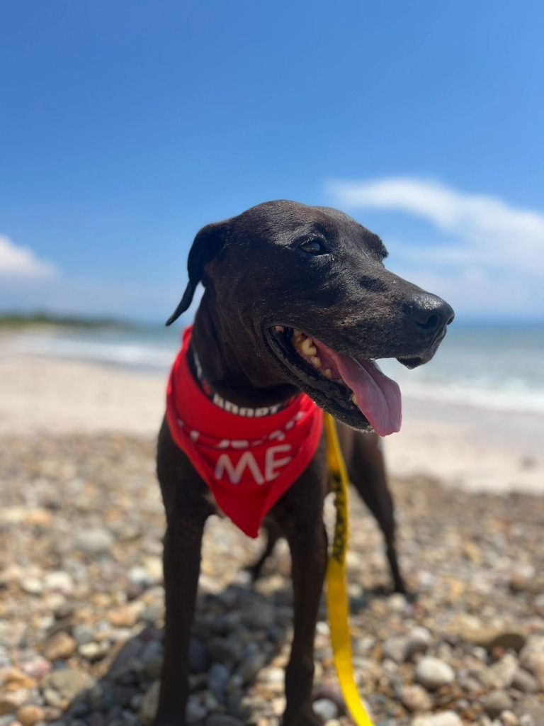 Taro, an adoptable Black Labrador Retriever, Mixed Breed in San Juan de Abajo, NAY, 63732 | Photo Image 5