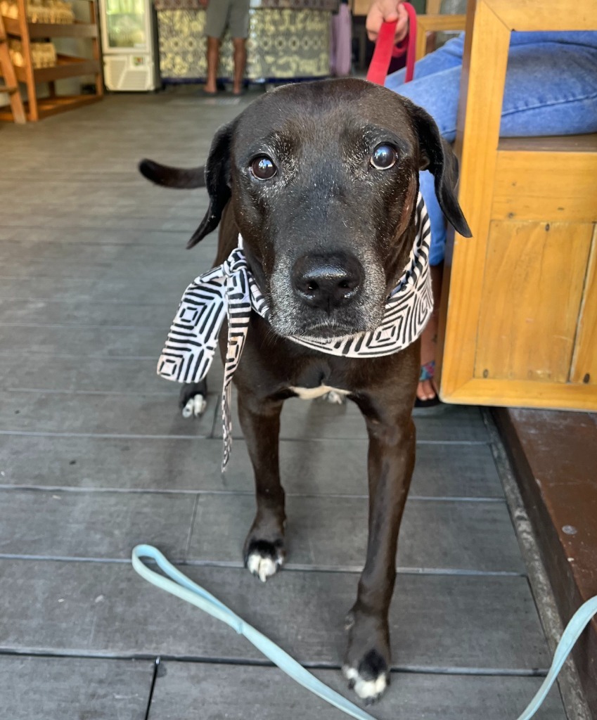 Taro, an adoptable Black Labrador Retriever, Mixed Breed in San Juan de Abajo, NAY, 63732 | Photo Image 6