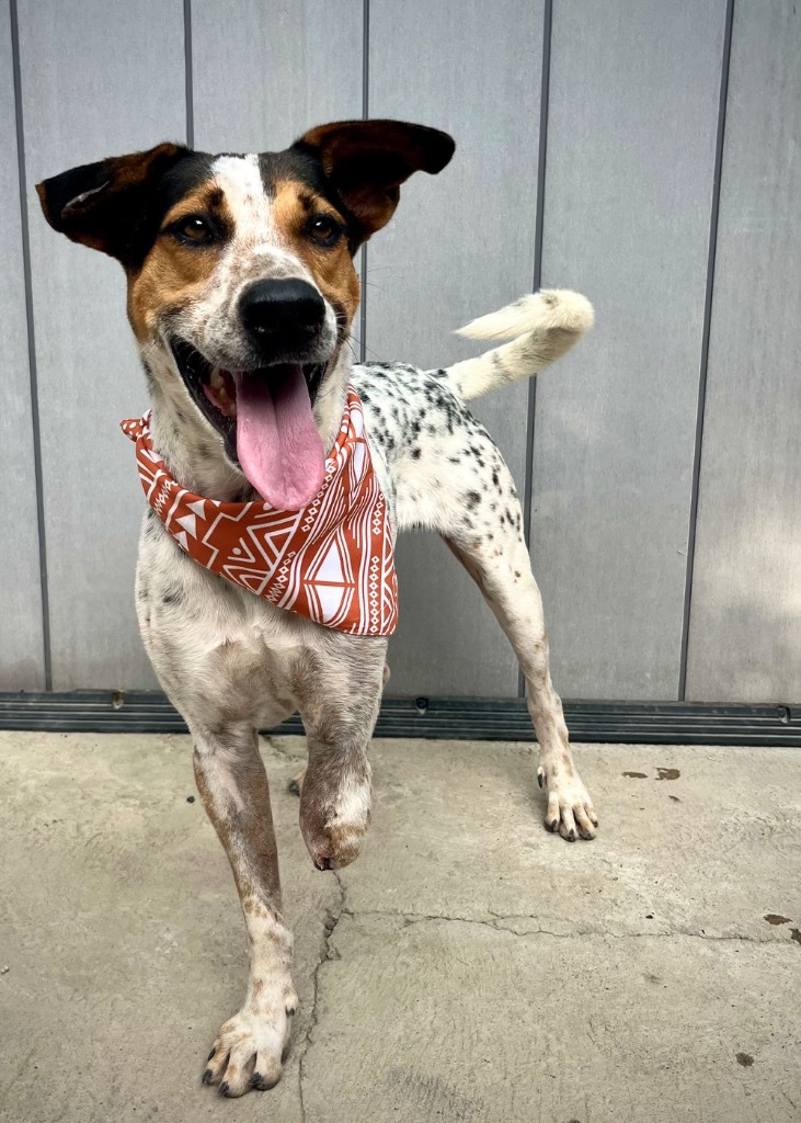 Iggy, an adoptable Mixed Breed in San Juan de Abajo, NAY, 63732 | Photo Image 1