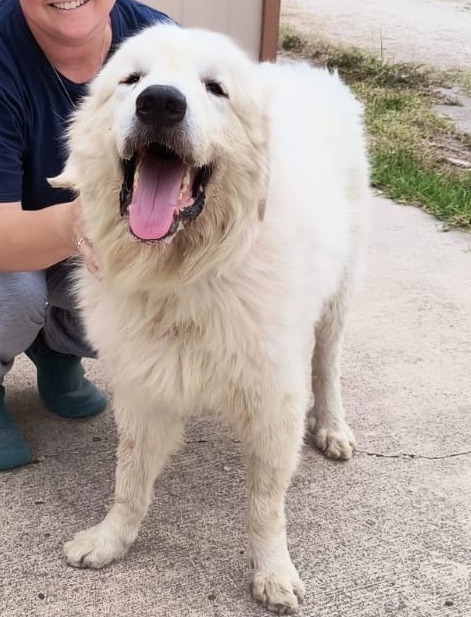 Igor, an adoptable Great Pyrenees in San Juan de Abajo, NAY, 63732 | Photo Image 2