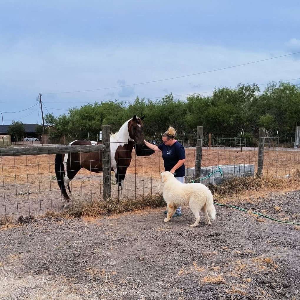 Igor, an adoptable Great Pyrenees in San Juan de Abajo, NAY, 63732 | Photo Image 4