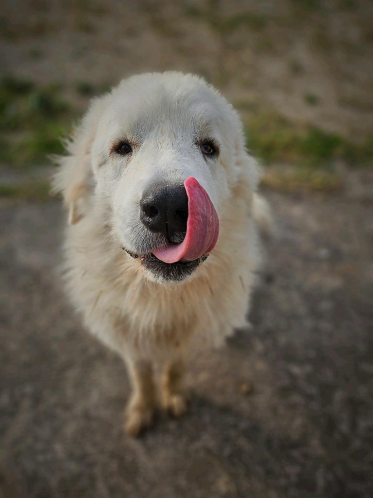 Igor, an adoptable Great Pyrenees in San Juan de Abajo, NAY, 63732 | Photo Image 6