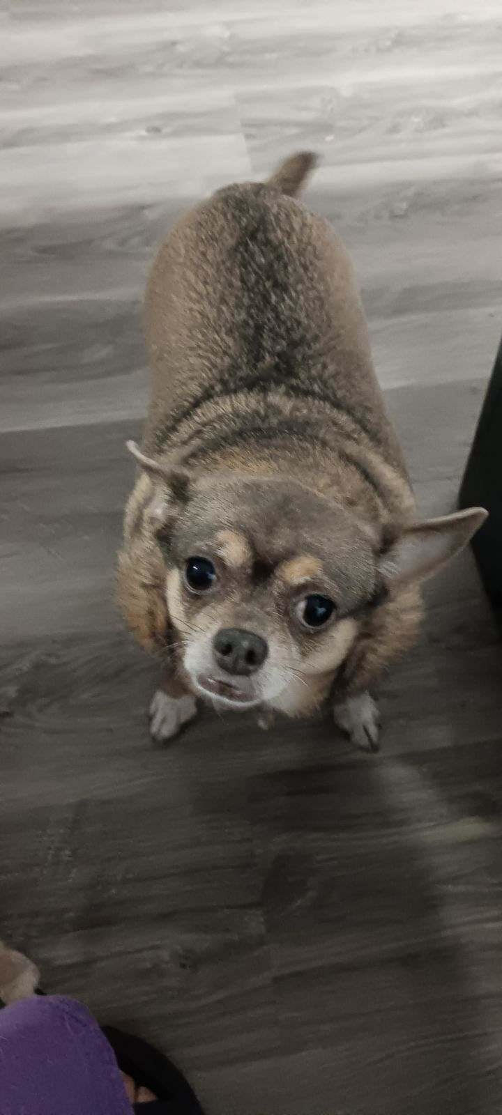 Belle Bear [bonded to Midget], an adoptable Chihuahua in Holly Springs, NC, 27540 | Photo Image 1