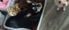 Midget [bonded to Belle Bear] photo 2