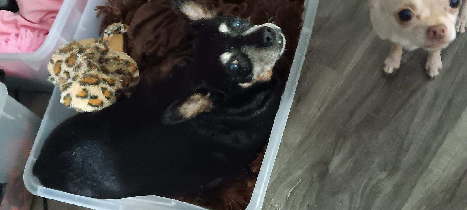 Midget [bonded to Belle Bear], an adoptable Miniature Pinscher in Holly Springs, NC, 27540 | Photo Image 2