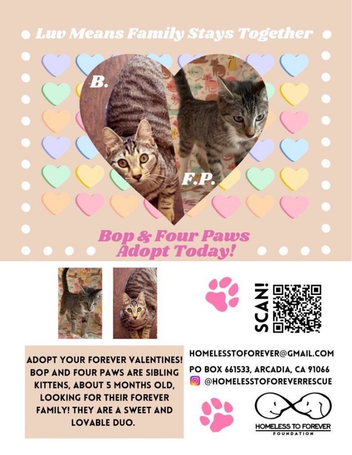 Homeless paws hot sale petfinder