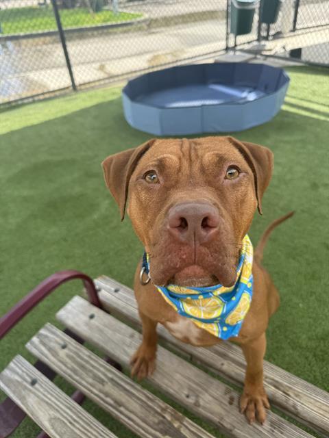 ROOST, an adoptable American Bulldog, Mixed Breed in Miami, FL, 33122 | Photo Image 1