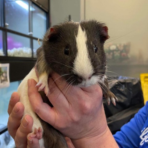 Guinea best sale pig rock