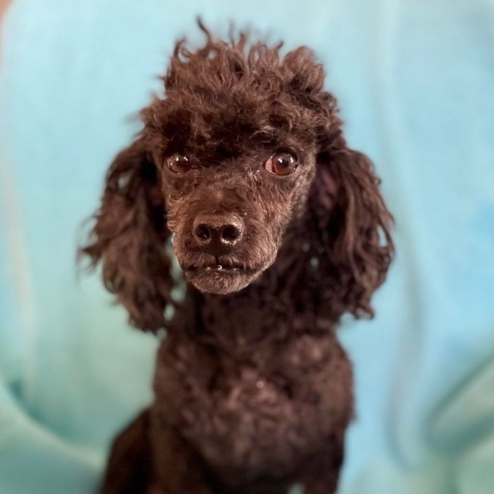 Toy cheap poodle petfinder