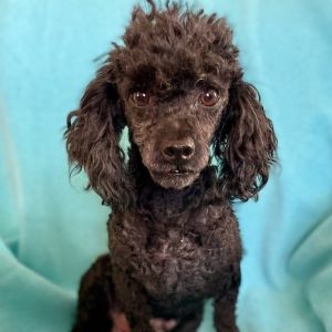 Petfinder toy outlet poodle