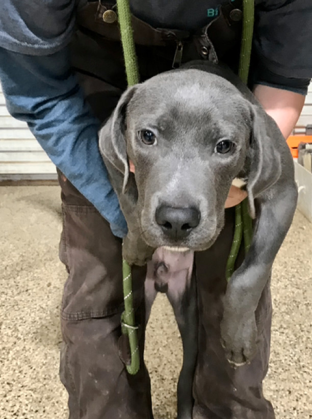 Weimaraner rescue sale ma