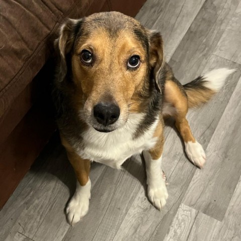 Sheepdog best sale beagle mix