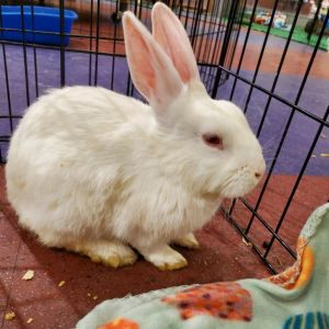 Bijeli, Senior Male Bunny Rabbit