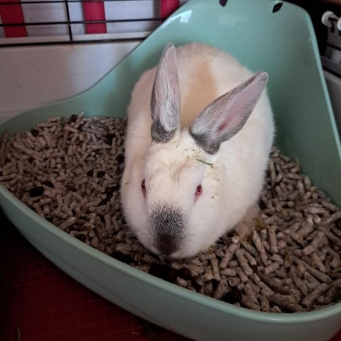 Lennon the clearance bunny litter box