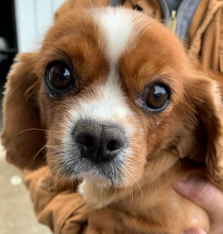 Petfinder cavalier hot sale