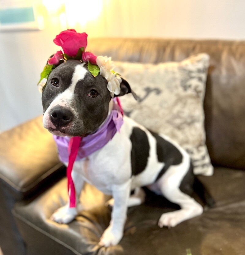 Dog for adoption - Heather Oreo, a Pit Bull Terrier & Blue Lacy Mix in ...