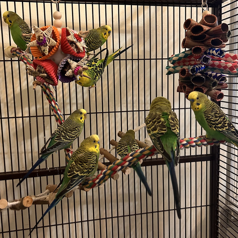 Parrot for adoption - Budgie Flock, a Budgie / Budgerigar in Warwick ...