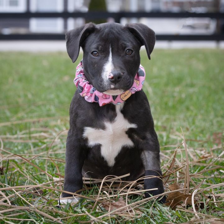 Lucas Till, an adoptable Pit Bull Terrier Mix in Georgetown, KY_image-4