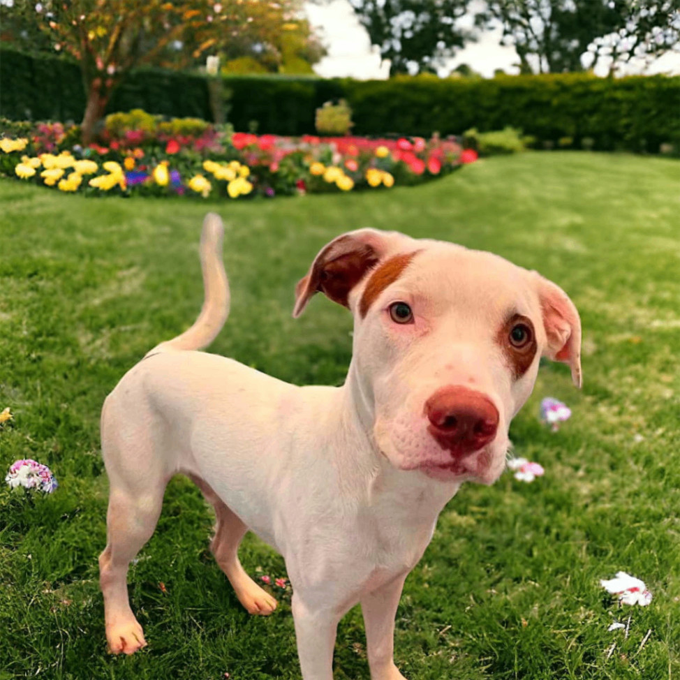 Topspin, an adoptable Mixed Breed in Spokane, WA, 99204 | Photo Image 1