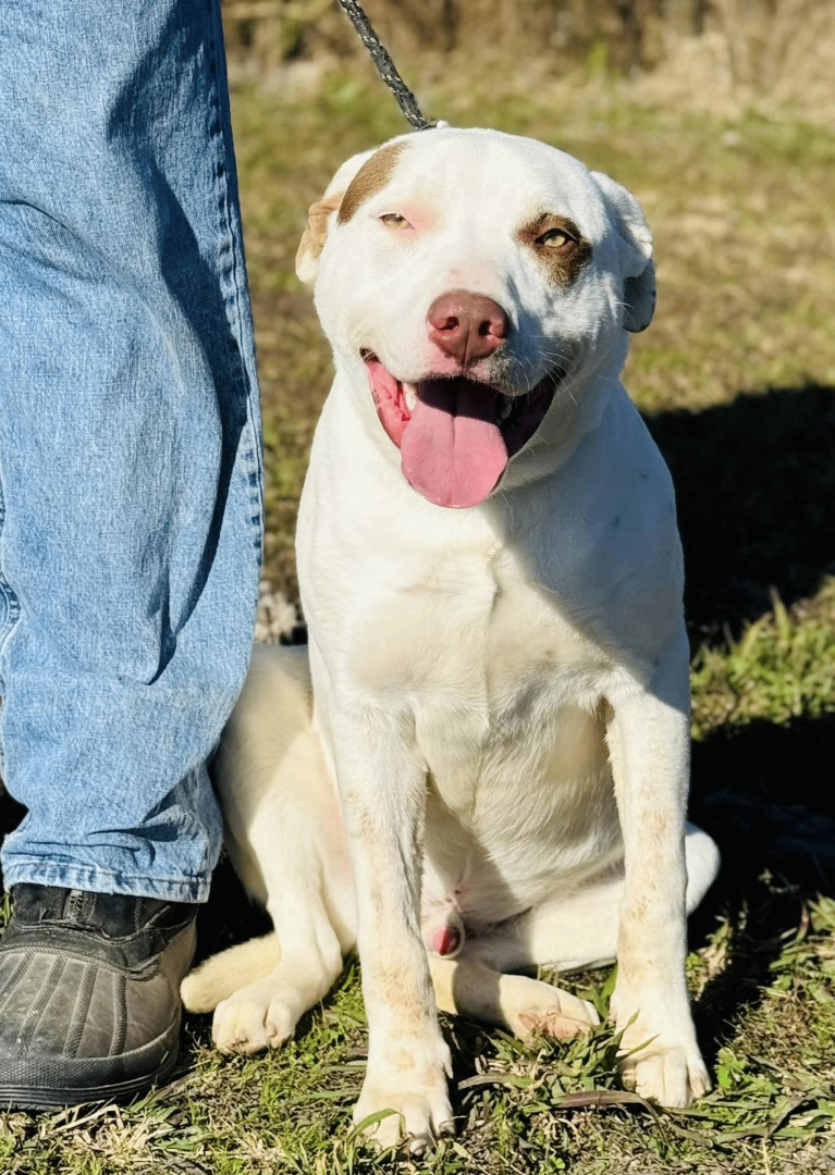 Topspin, an adoptable Mixed Breed in Spokane, WA, 99204 | Photo Image 3