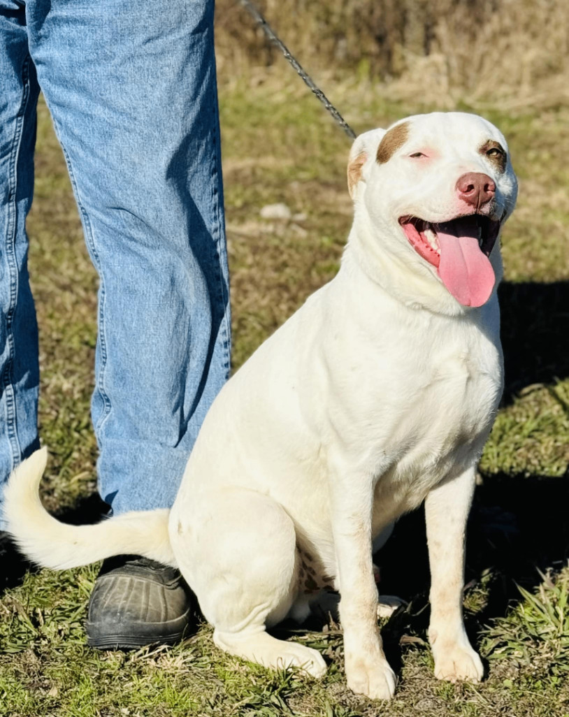 Topspin, an adoptable Mixed Breed in Spokane, WA, 99204 | Photo Image 4