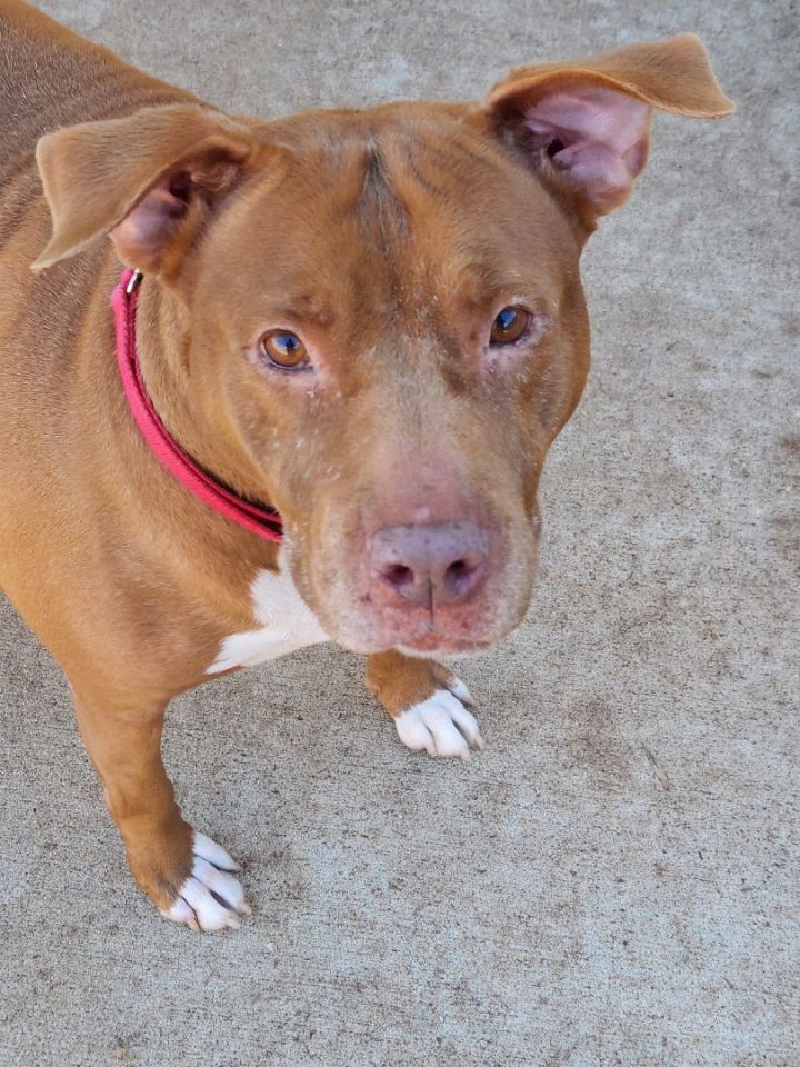 Pink shelter hot sale petfinder