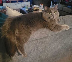 Milo Domestic Long Hair Cat