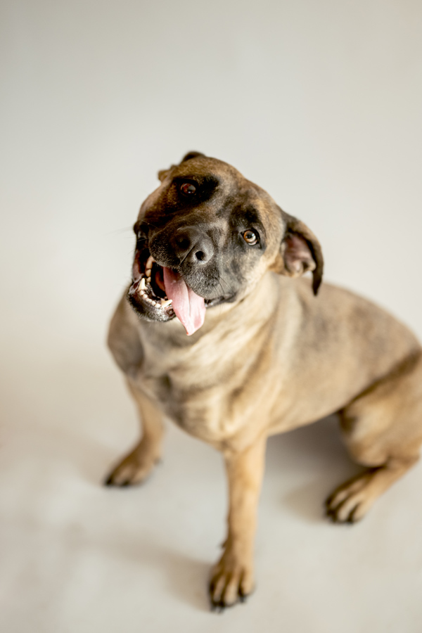 Ariana 37495, an adoptable Shepherd, Boxer in Pocatello, ID, 83205 | Photo Image 2