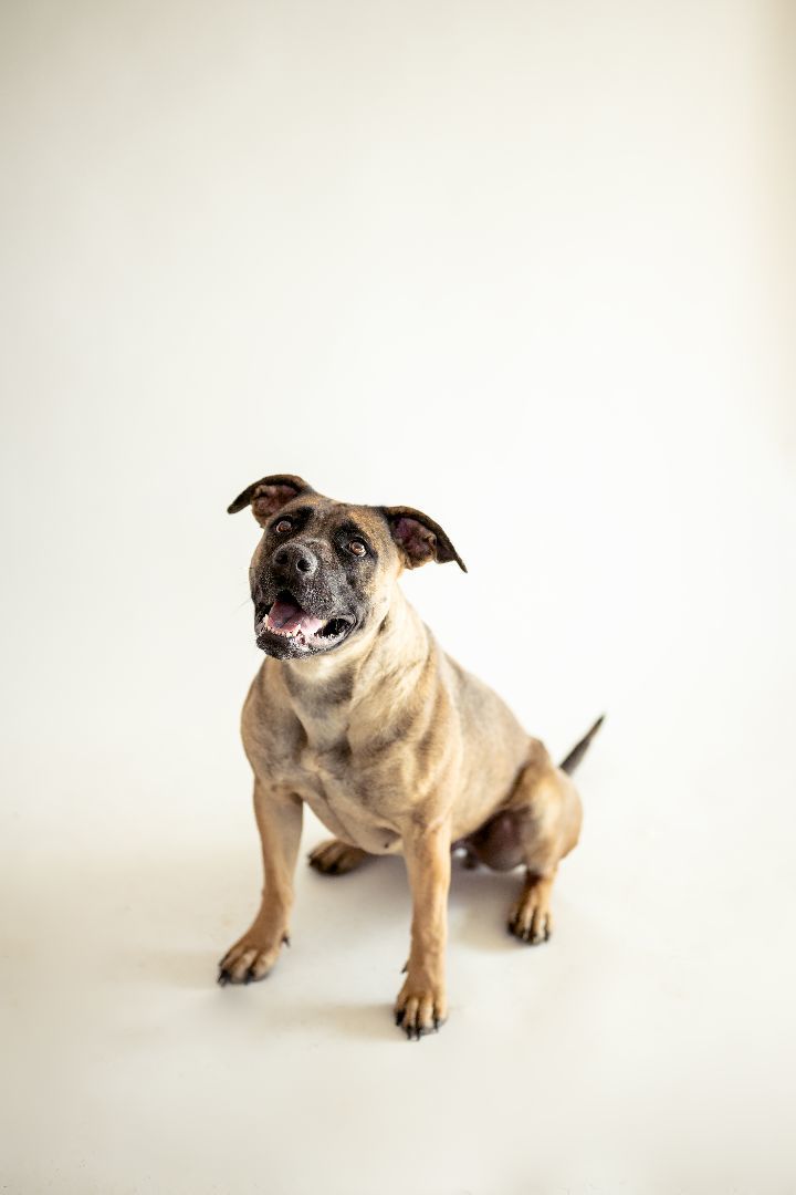 Ariana 37495, an adoptable German Shepherd Dog, Boxer in Pocatello, ID, 83205 | Photo Image 3
