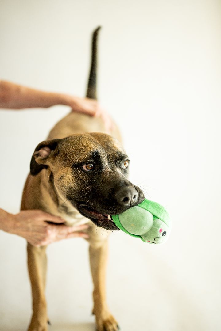 Ariana 37495, an adoptable German Shepherd Dog, Boxer in Pocatello, ID, 83205 | Photo Image 5
