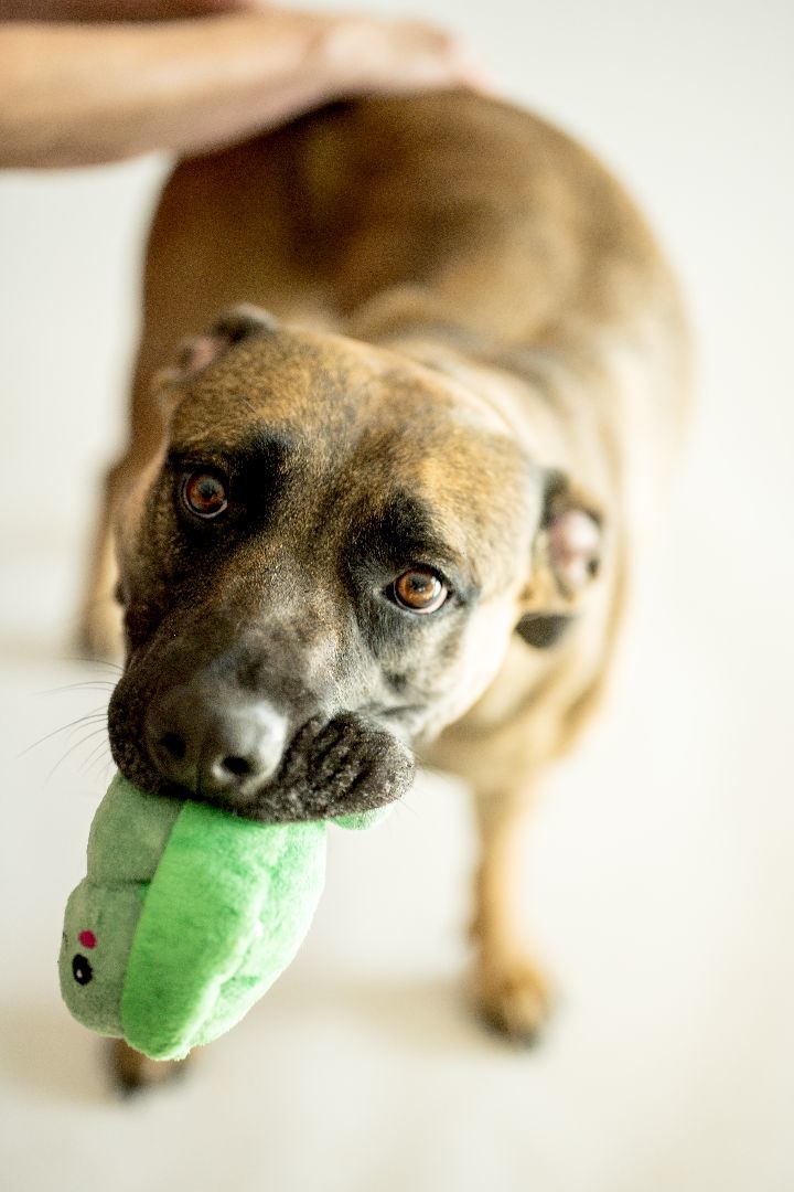 Ariana 37495, an adoptable German Shepherd Dog, Boxer in Pocatello, ID, 83205 | Photo Image 6