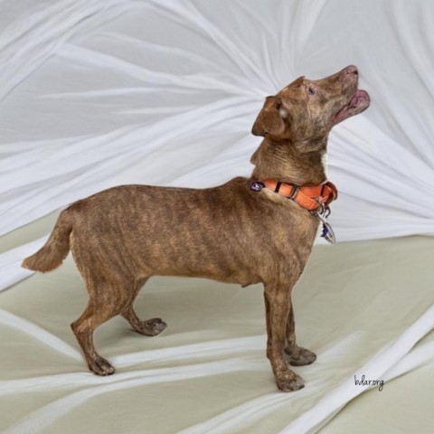 Nell, an adoptable Mixed Breed in Cheyenne, WY, 82009 | Photo Image 2