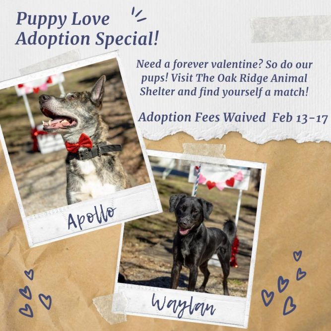 Valentine's Day Dog Adoption Special