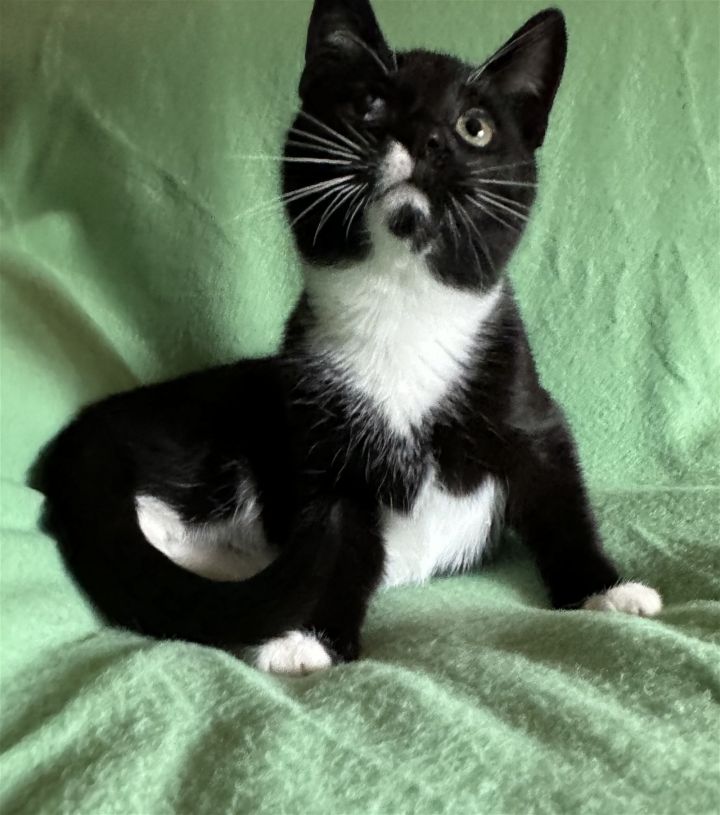 TJ, an adoptable Tuxedo & Domestic Short Hair Mix in Vacaville, CA_image-2