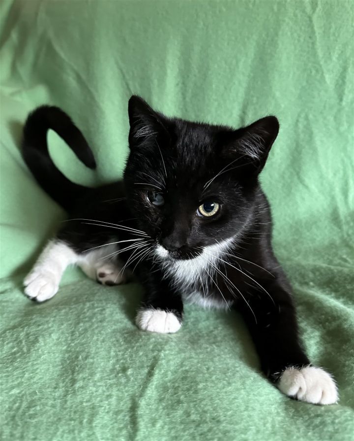 TJ, an adoptable Tuxedo & Domestic Short Hair Mix in Vallejo, CA_image-1