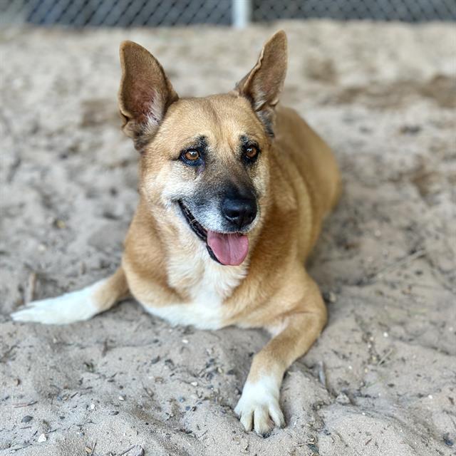 FRIDA, an adoptable German Shepherd Dog Mix in Fort Walton Beach, FL_image-1
