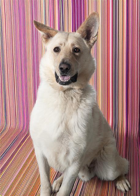 YELAWOLF, an adoptable Canaan Dog, Mixed Breed in Vaughan, ON, L6A 1T1 | Photo Image 1