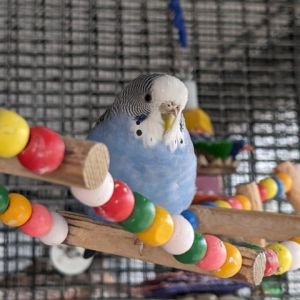 Blackbeard, Adult Female Budgie / Budgerigar